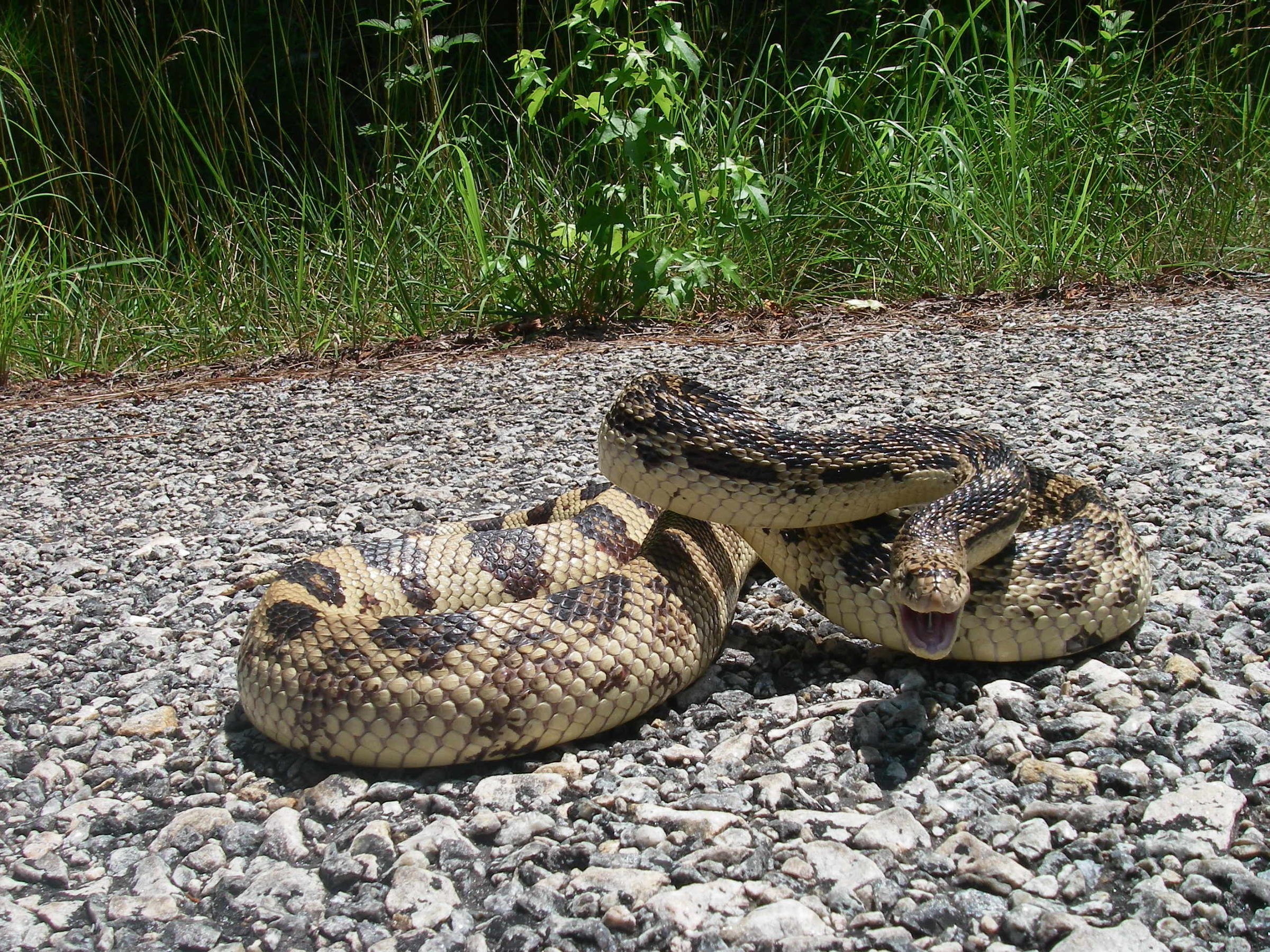 Scientists Search For Georgia's Elusive Pine Snake | WABE 90.1 FM