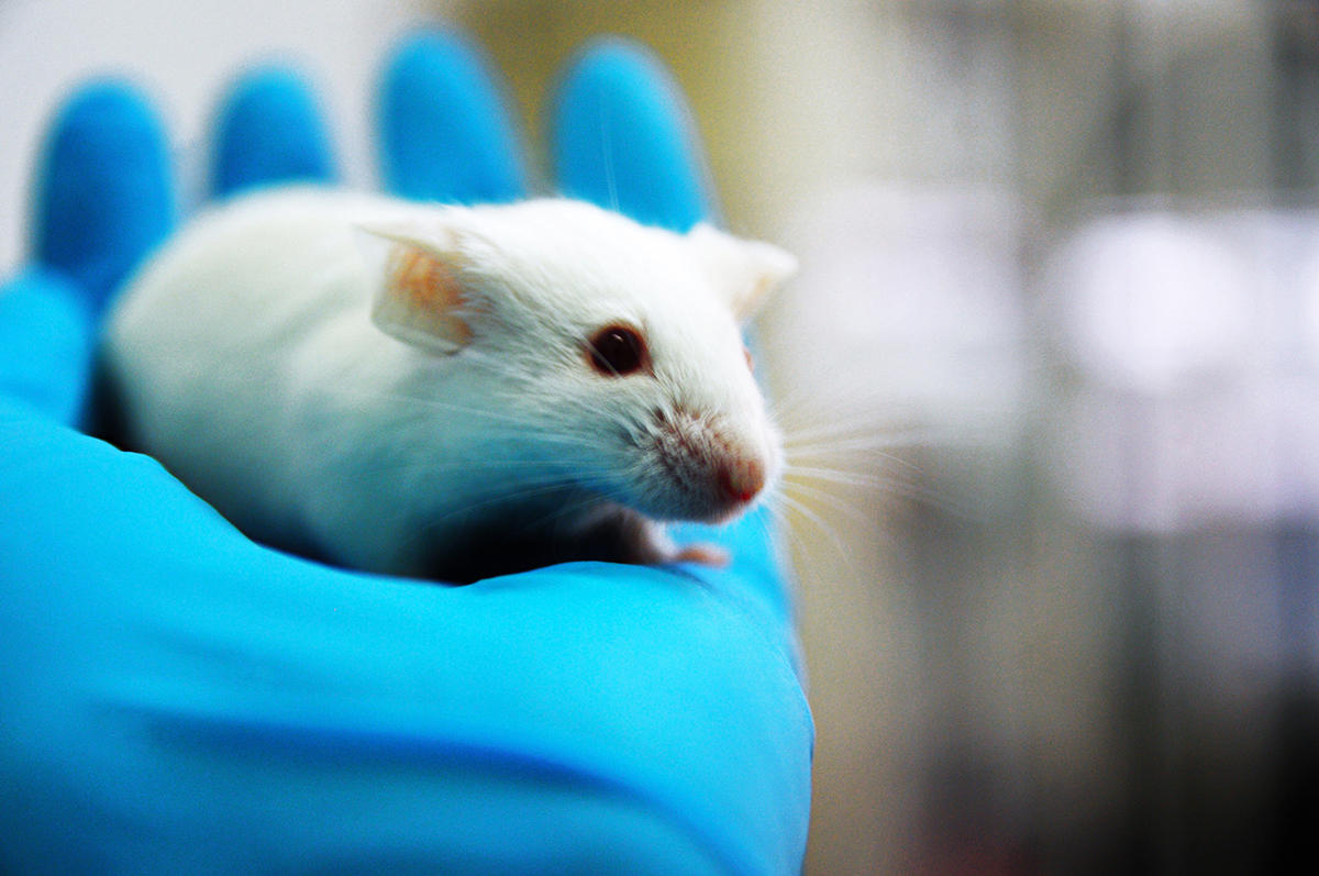 Fat Mice Help Georgia Regents University Study Heart Issues | WABE 90.1 FM