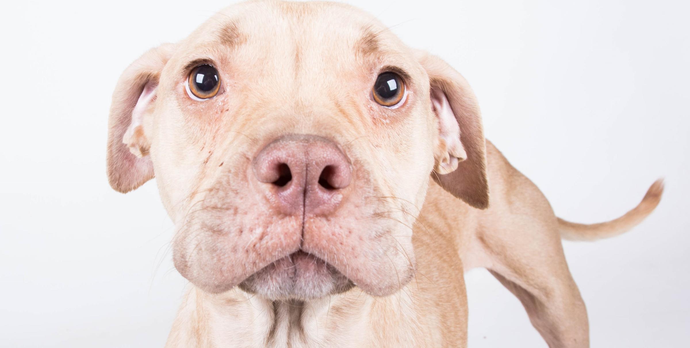 dekalb county animal adoption center