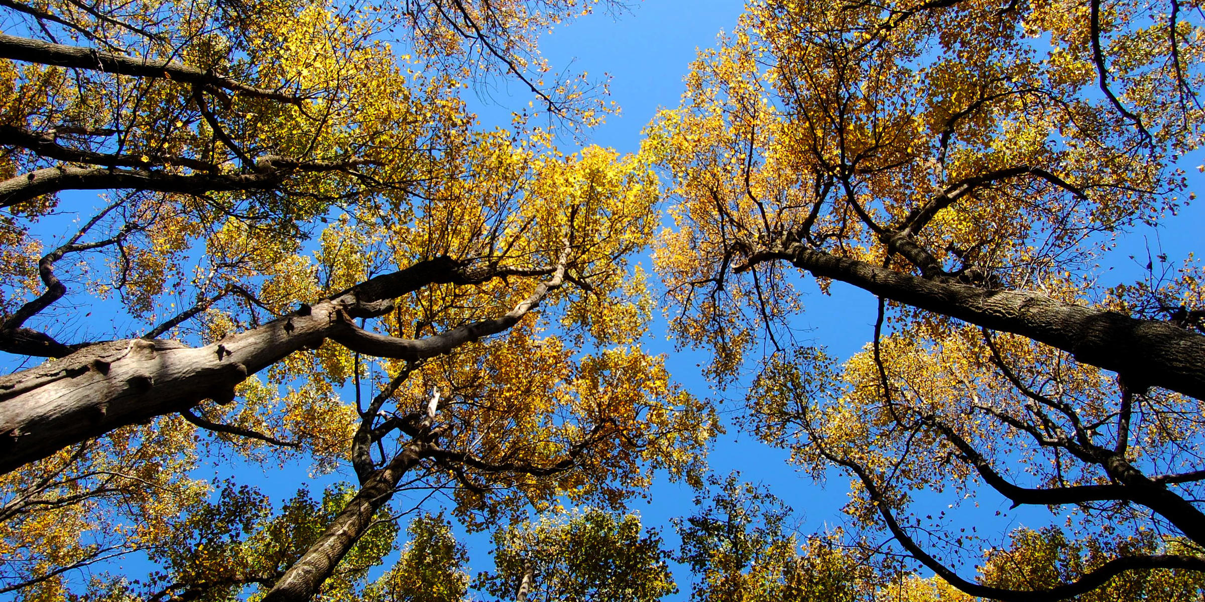 Types Of Trees In Ga | 4 Best Trees to Plant in Georgia – DKKWAG