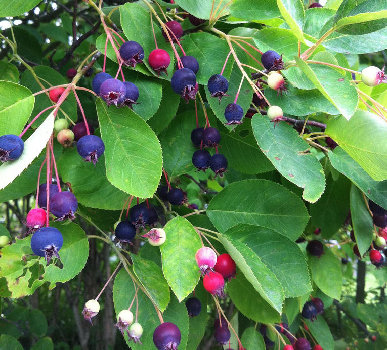 Ag Researchers Study Northern Ny Juneberry Prospects Wamc