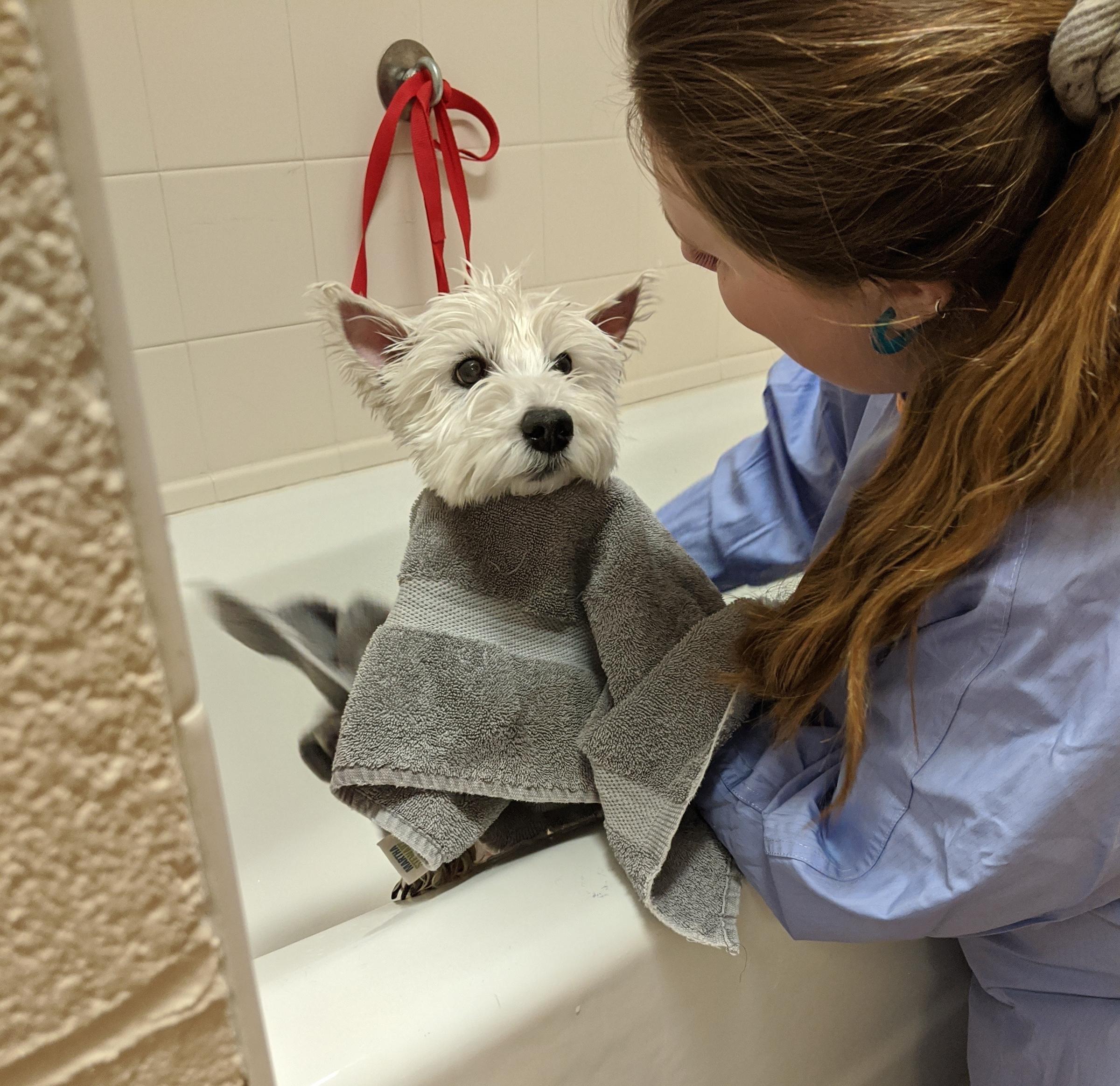 springfield humane society dogs