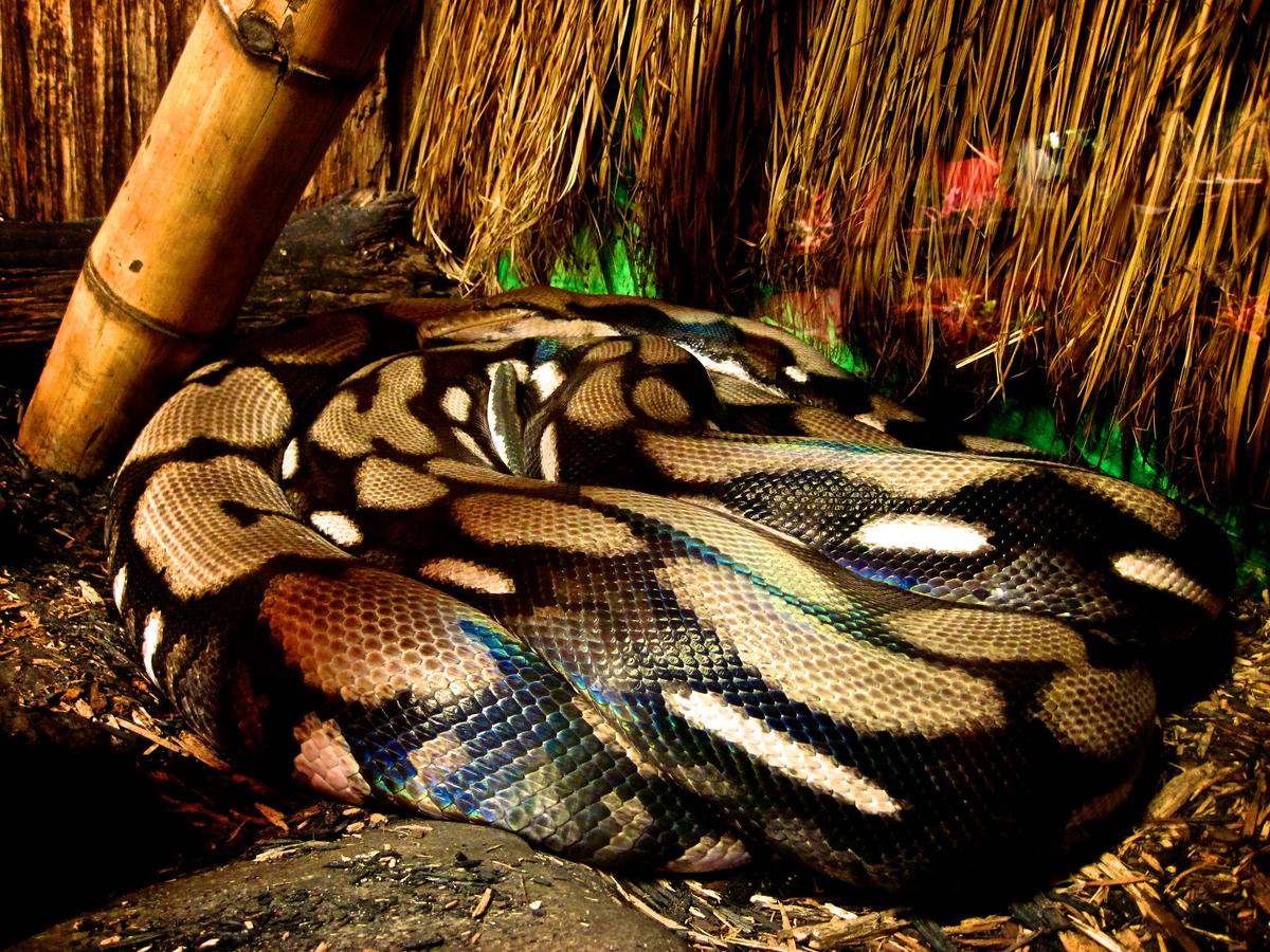 Autopsy Friday On Woman Found Dead With Python Around Her Neck | WBAA