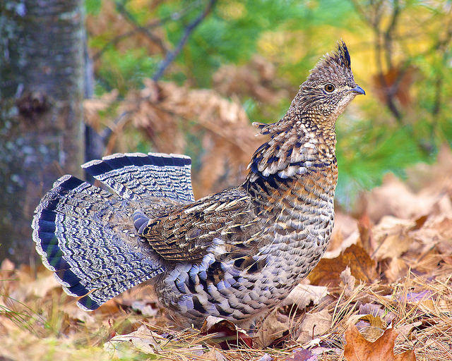 Grouse bird image