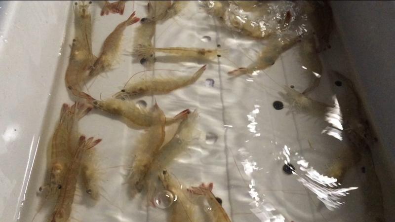 No Ocean? No Problem! Indoor Shrimp Farming Takes Off In Landlocked