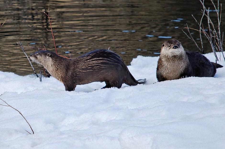 Commission Unanimously Approves Otter Trapping Season | WBAA