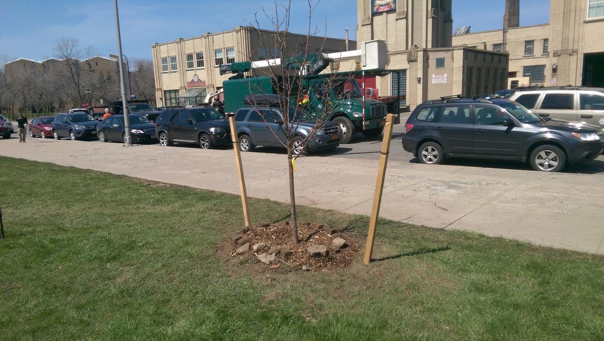 Treeplanting mission continues in Buffalo WBFO