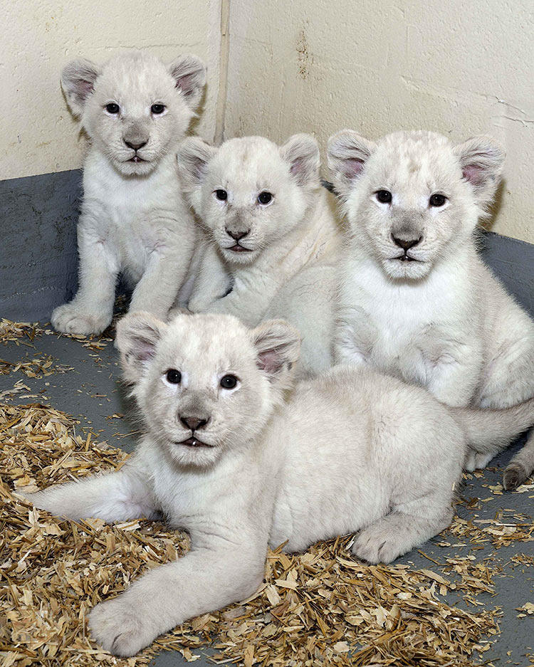 Toronto Zoo's white lion cubs on display through winter | WBFO
