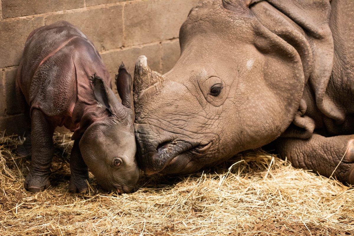 rhino pregnancy period