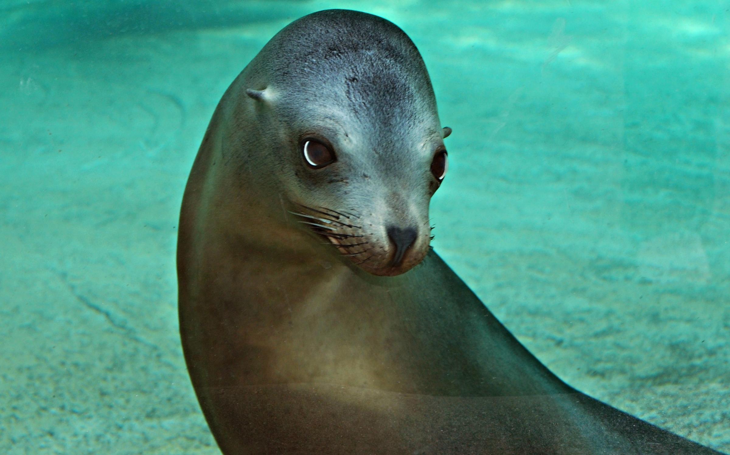 zoo mourns deaths of two sea lions