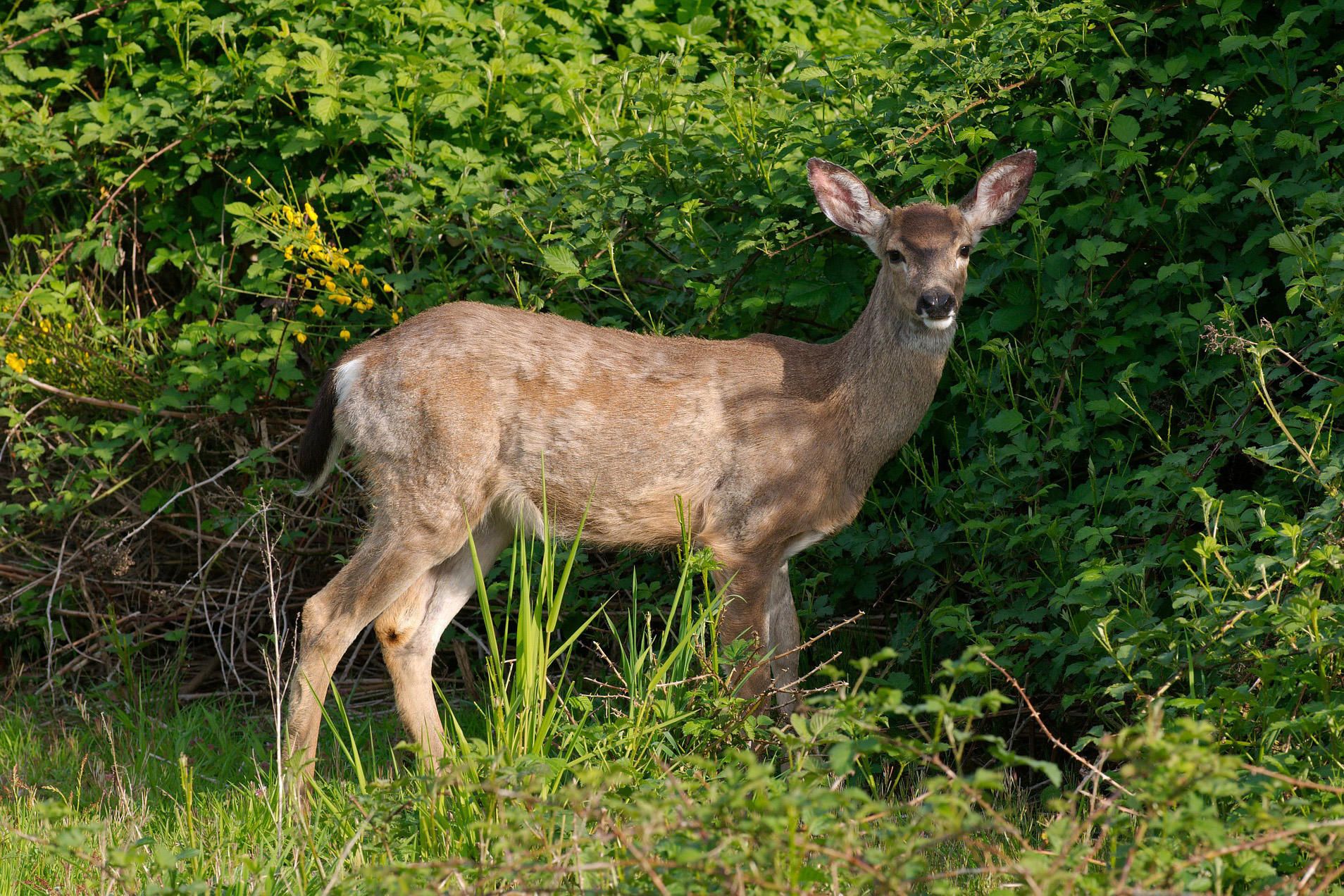 Purdue Partnering With DNR On Deer Management Northeast Indiana
