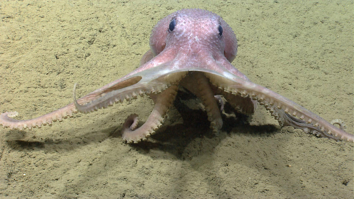 Scientists Gave Octopuses Ecstasy The Study Went Viral WCAI