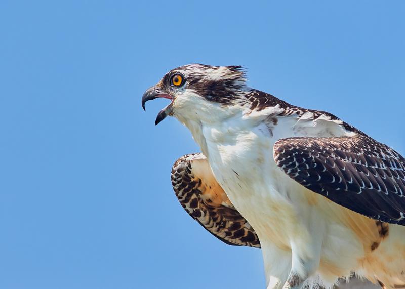 osprey-comeback-is-a-welcome-success-story-wcai