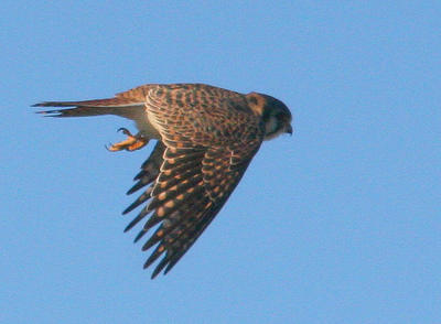 Falcon Migration A Highlight Of Early October Birding Wcai