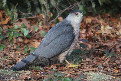 Pile Of Feathers Near Your Feeder Hey Hawks Need To Eat Too Wcai