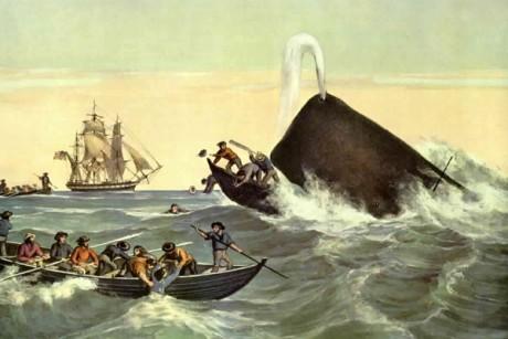 Falling Into the Mouth of a Whale | WCAI