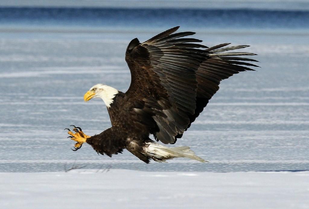 Bald Eagle Symbol Meaning The Strange History Of America s Bald Eagle Bald Eagle Symbol Meaning The Strange History Of America s Bald Eagle