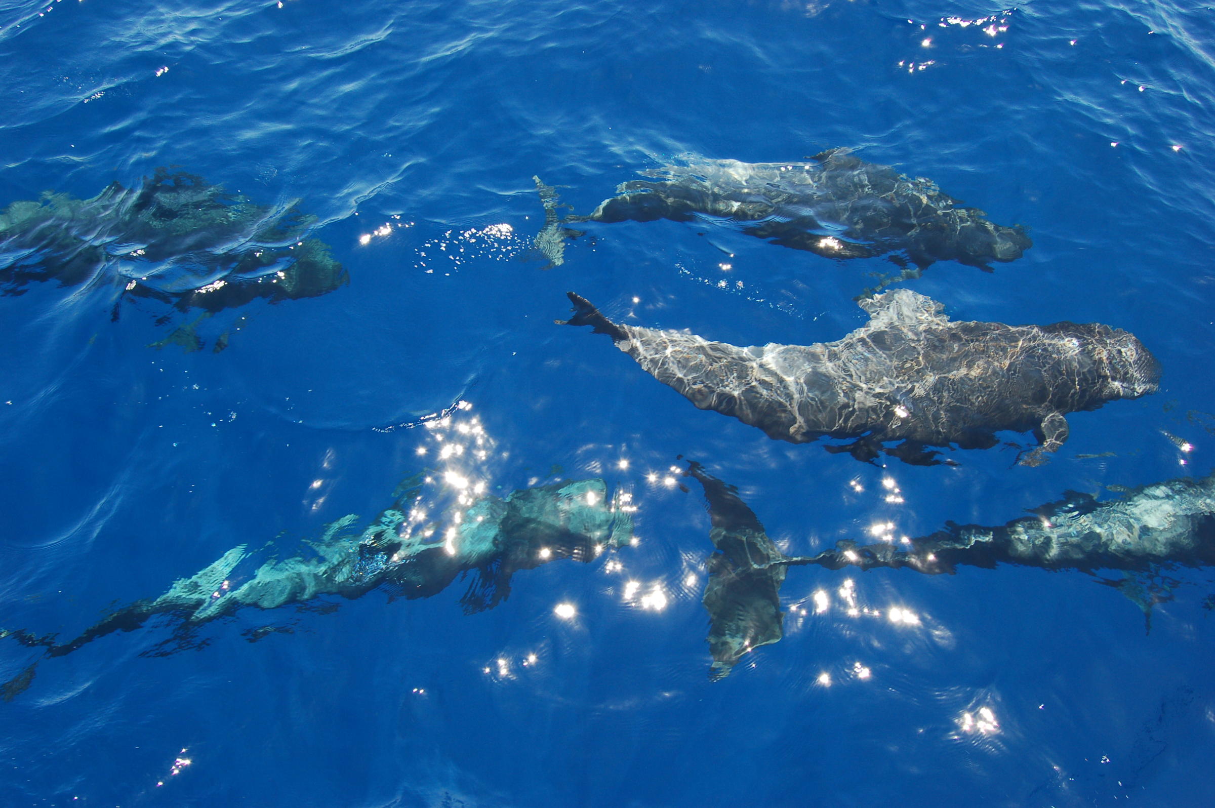 pilot whales use different dialects and teach them to their