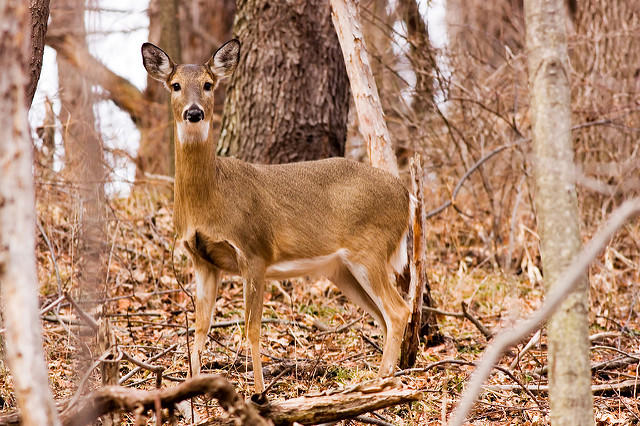 Bovine Tuberculosis outbreak raises concerns over deer hunting season ...