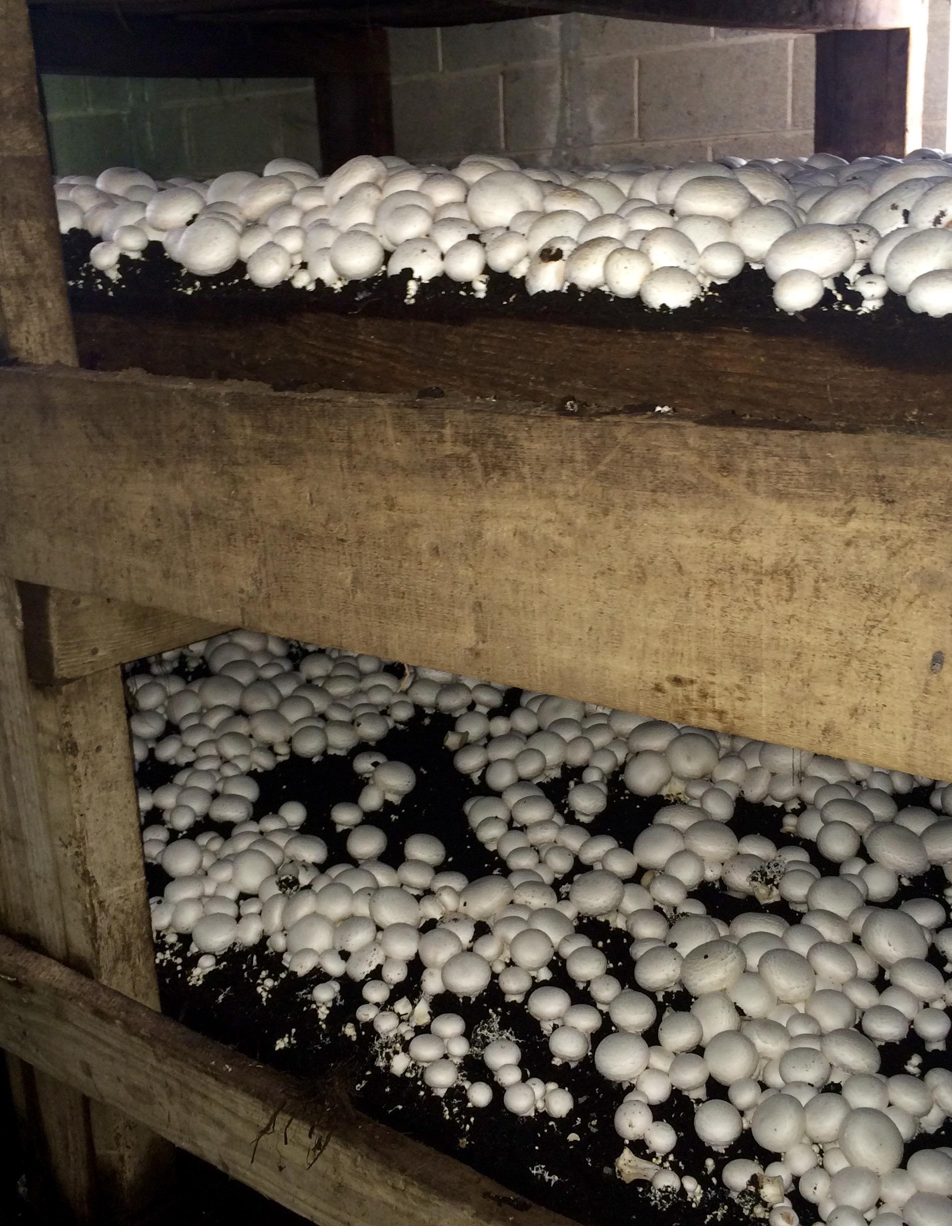 Hockessin mushroom farming family's roots run deep | Delaware First Media