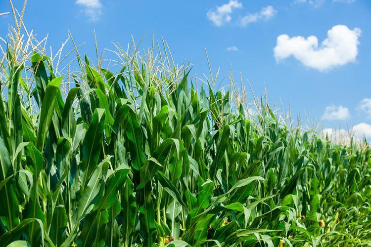 Kentucky Corn Farmers Can't Make Up Production Losses In Other States ...