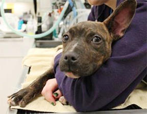 huron valley humane society dogs