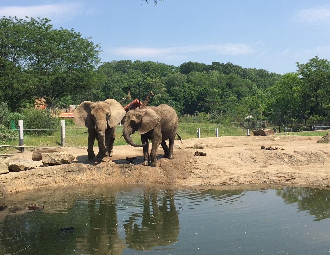 Pittsburgh Zoo Nabs New Certification Heralding Animal Facilities 90.