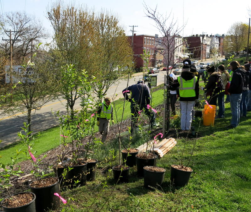 Tree Pittsburgh Plants 100 New Trees for Arbor Day 90.5 WESA