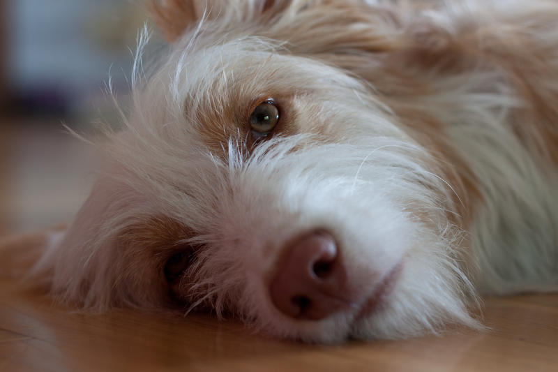 why do we sympathize with animal suffering?