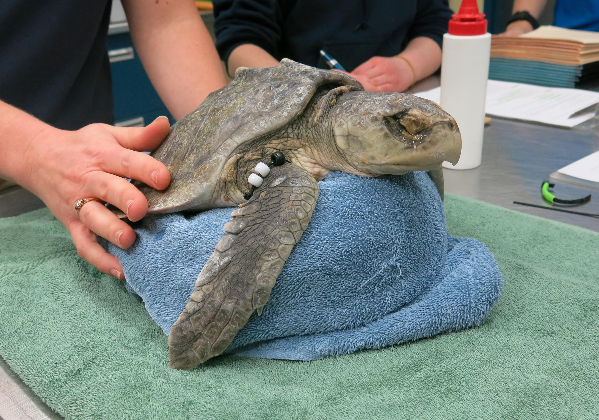 Pittsburgh Zoo Takes In Sick Sea Turtles | 90.5 WESA