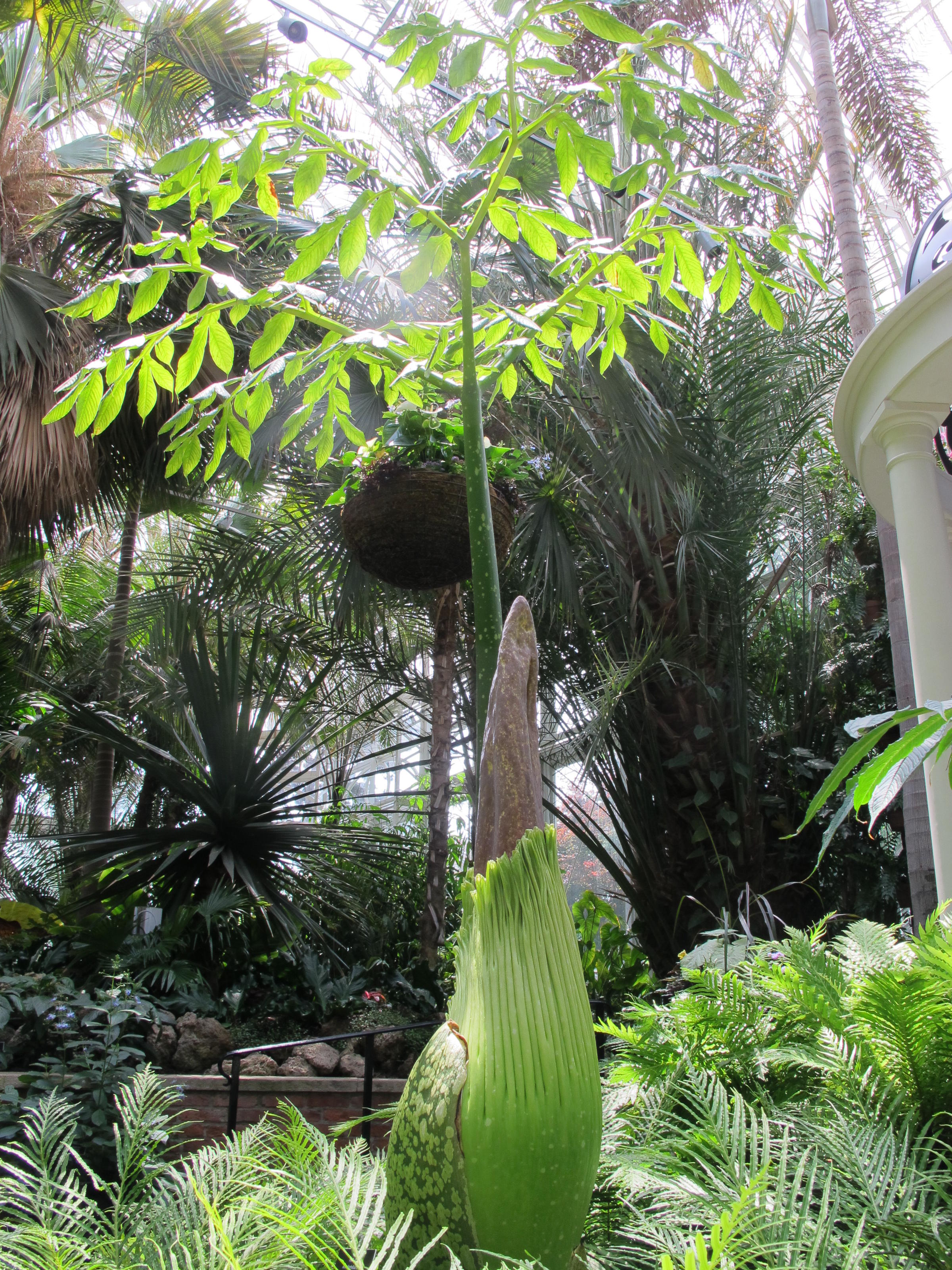Corpse Flower Will Rise Again This Month At Phipps | 90.5 WESA