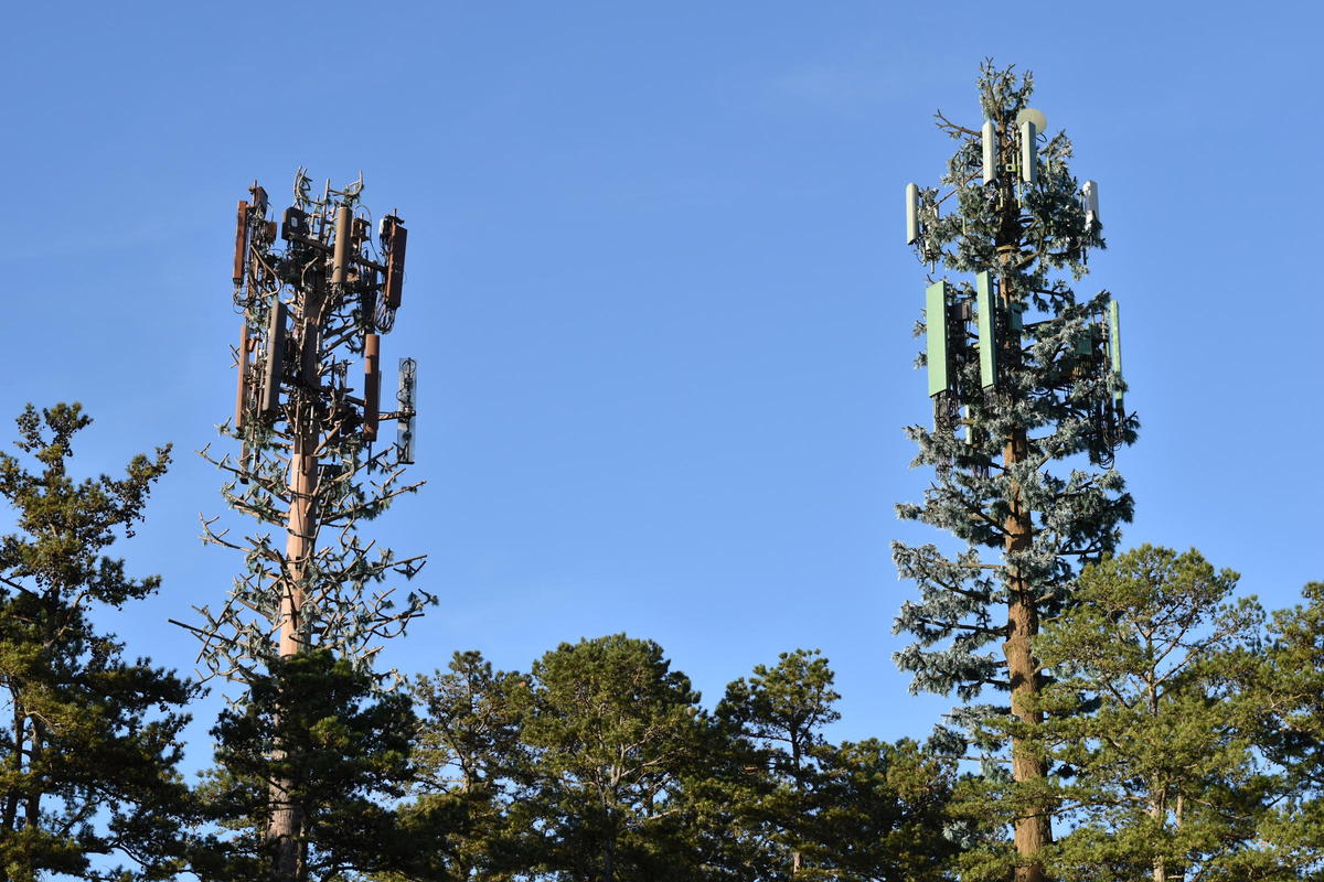 Towering trees