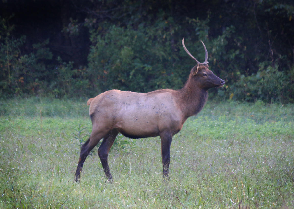 NC Elk Population Is Rebounding - But Smokies Visitors Should Admire ...