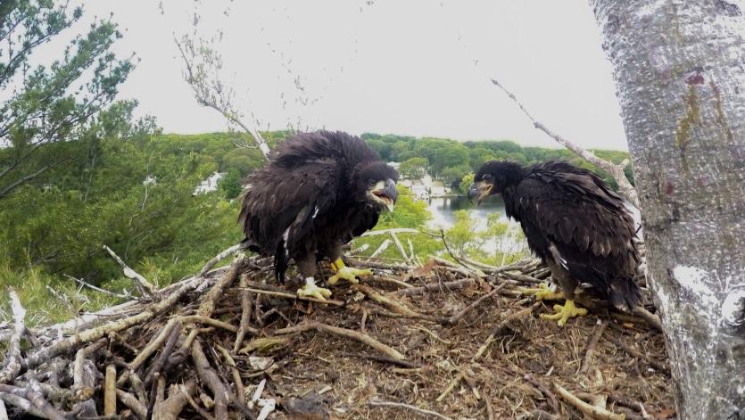 Bald Eagle Population In Massachusetts Is Rebounding New