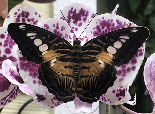 The Key West Butterfly Nature Conservatory Wfit