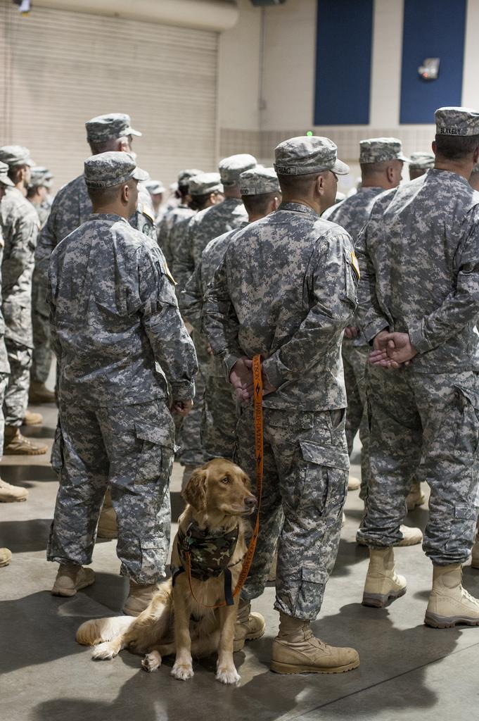 service-dogs-horses-would-be-allowed-anywhere-in-public-under-florida