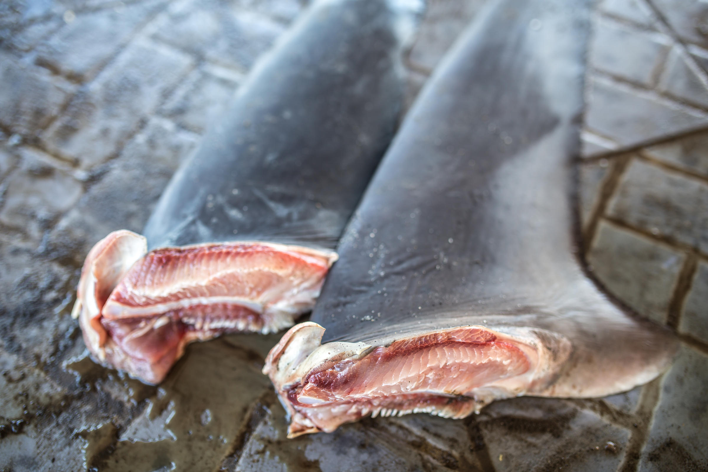 proposal-would-ban-sale-import-export-of-shark-fins-wfsu