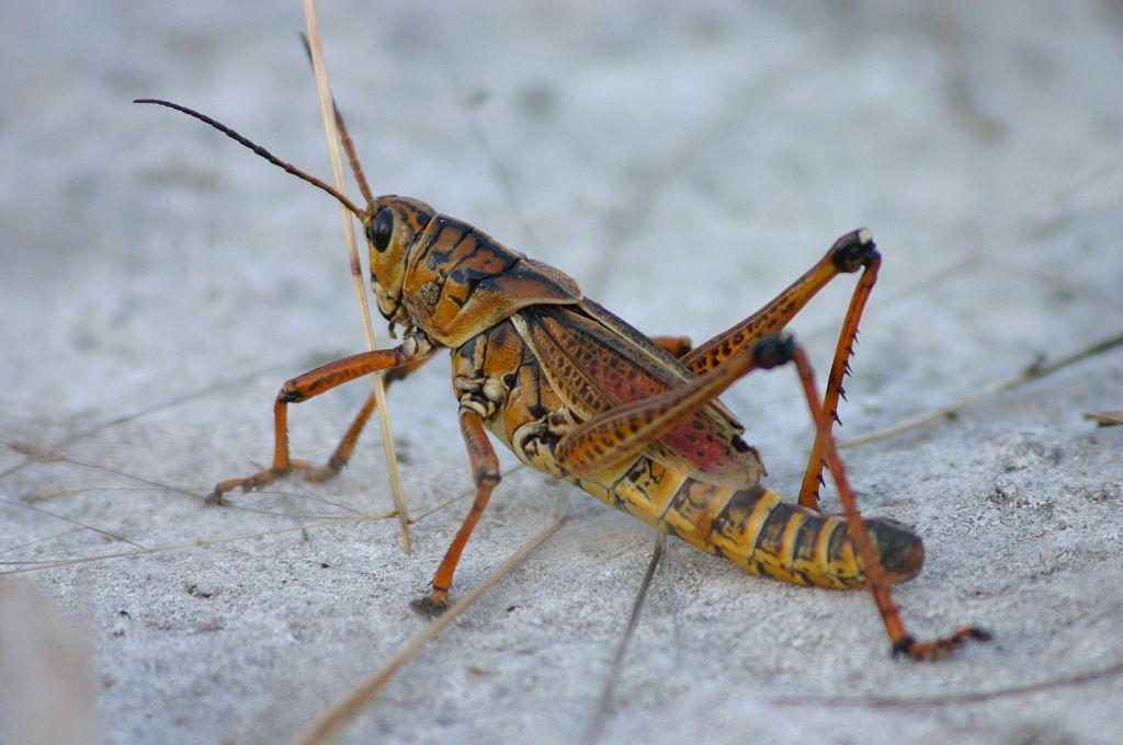 Lubber Grasshopper | WGCU News