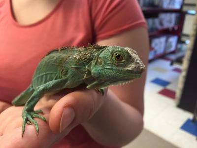 pet store iguana