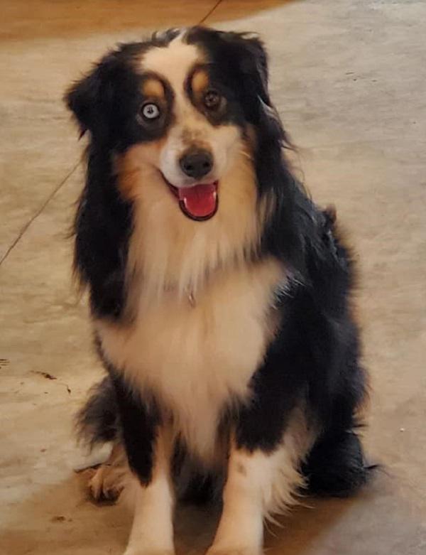 australian shepherd adoption near me