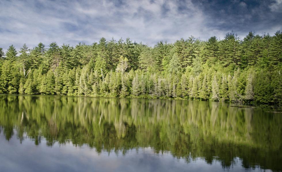 Michigan Forests Fueling The Local Bio Economy Wgvu   Forest 