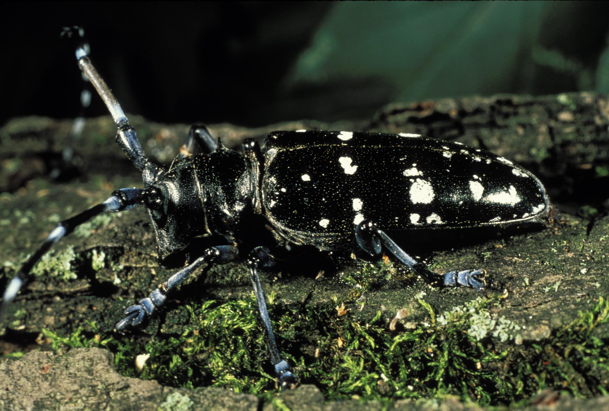 officials-want-help-watching-for-invasive-tree-eating-beetle-wgvu