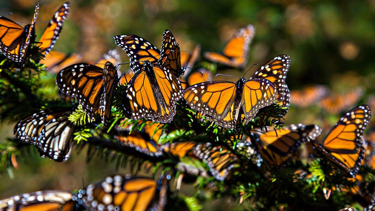 Meijer Gardens' Celebrates 25 Years Of "Butterflies Are Blooming" wgvu