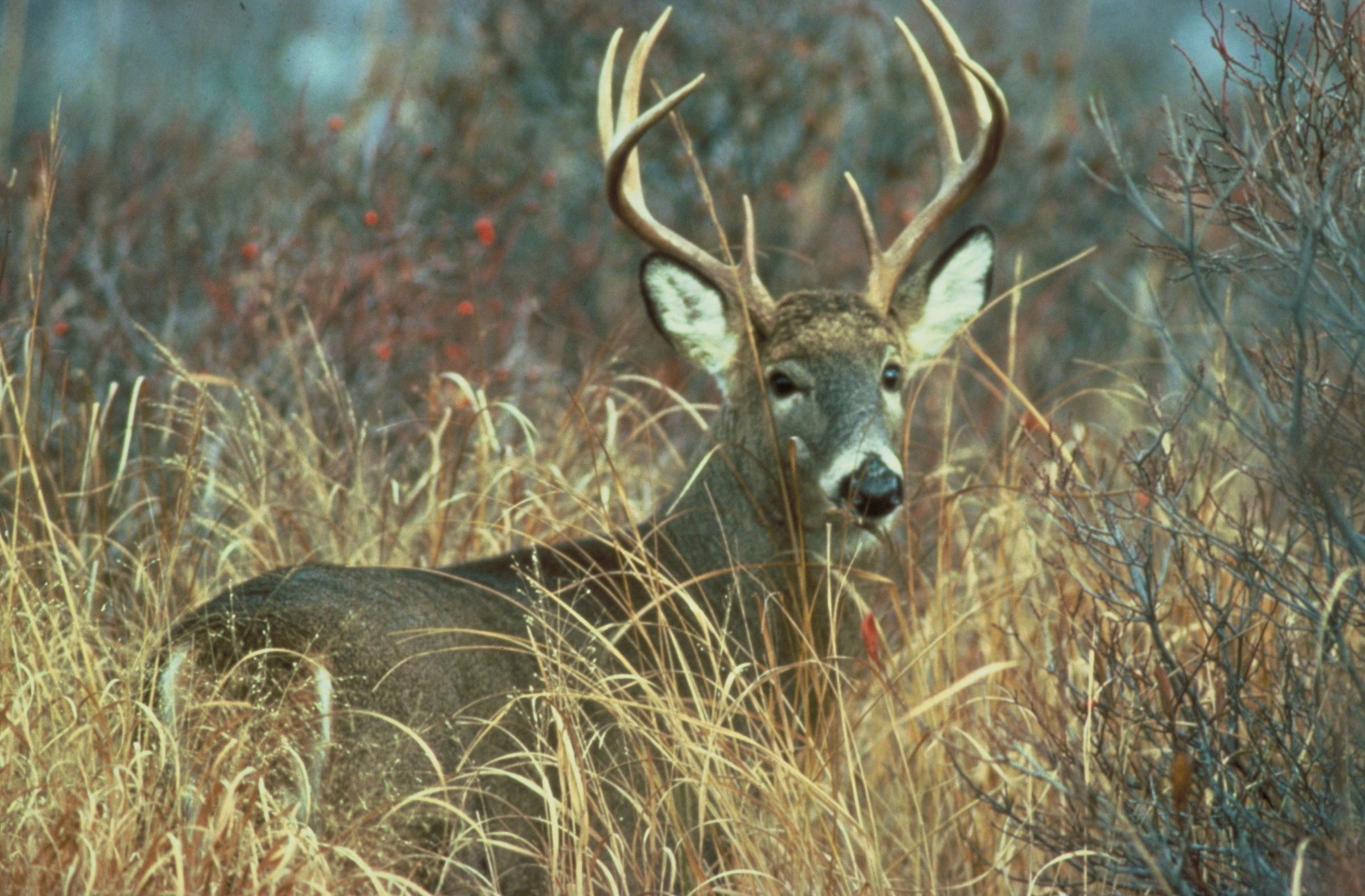 Michigan deer herd in good shape for fall hunting season wgvu