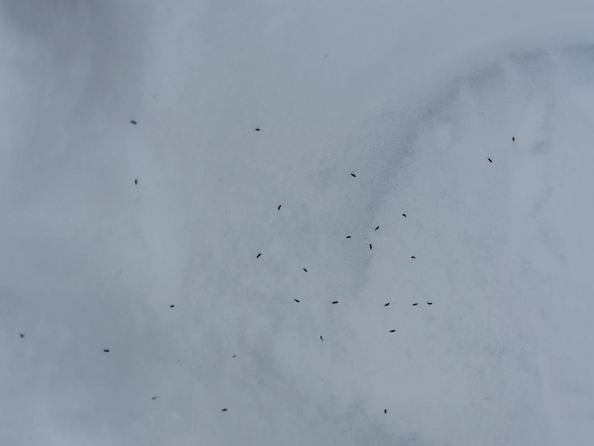 Field Guide Snow Fleas Interlochen