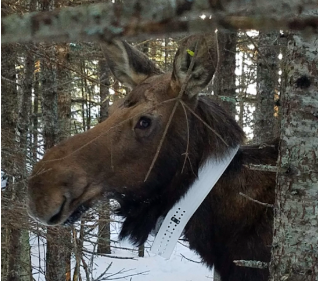 moose predators moose predators