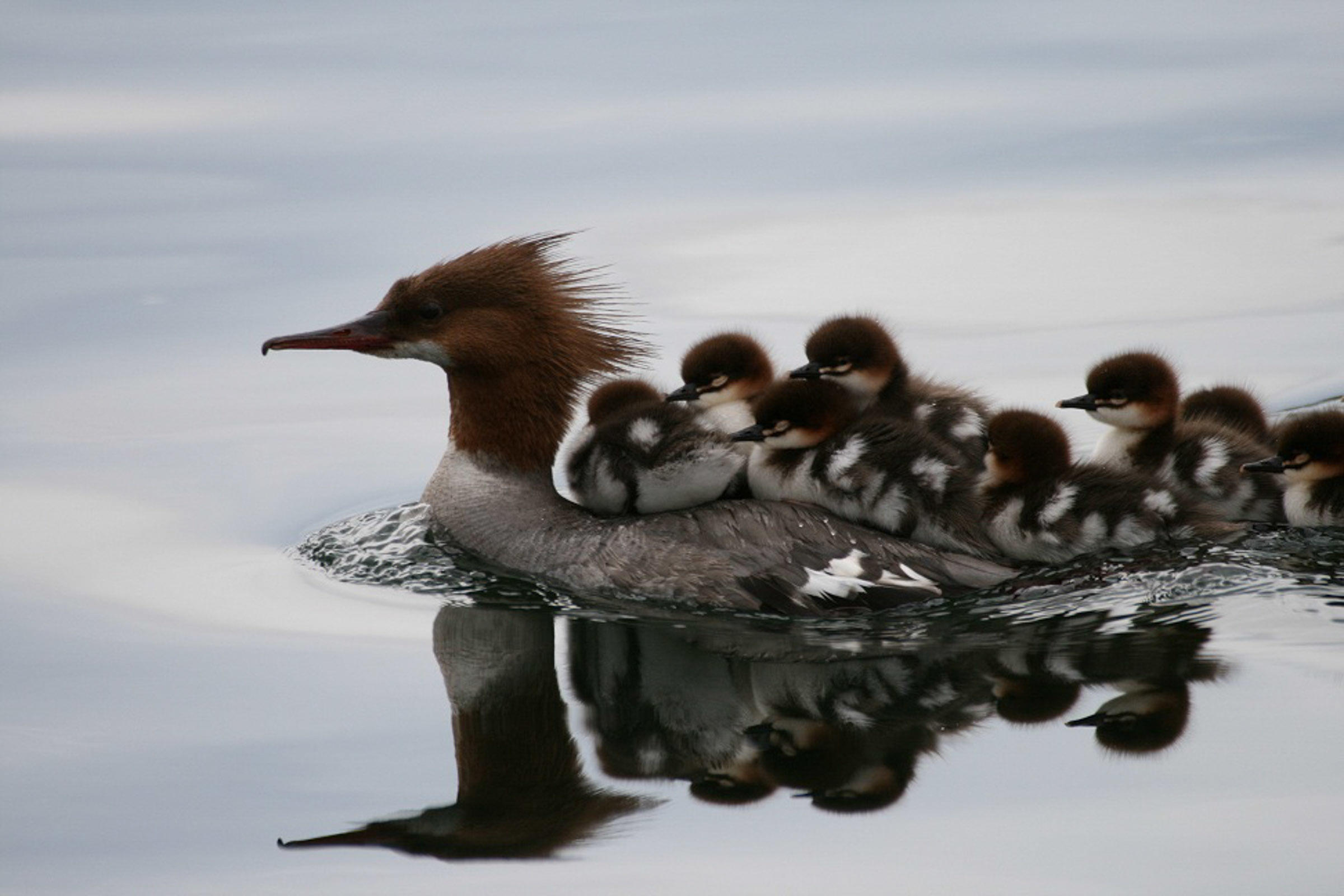Outdoors The River Of The Saw Beaks Interlochen