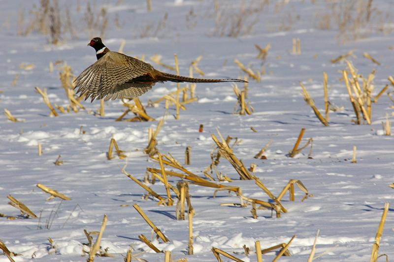 Year Looking Up for Pheasants in Iowa Tri States Public Radio