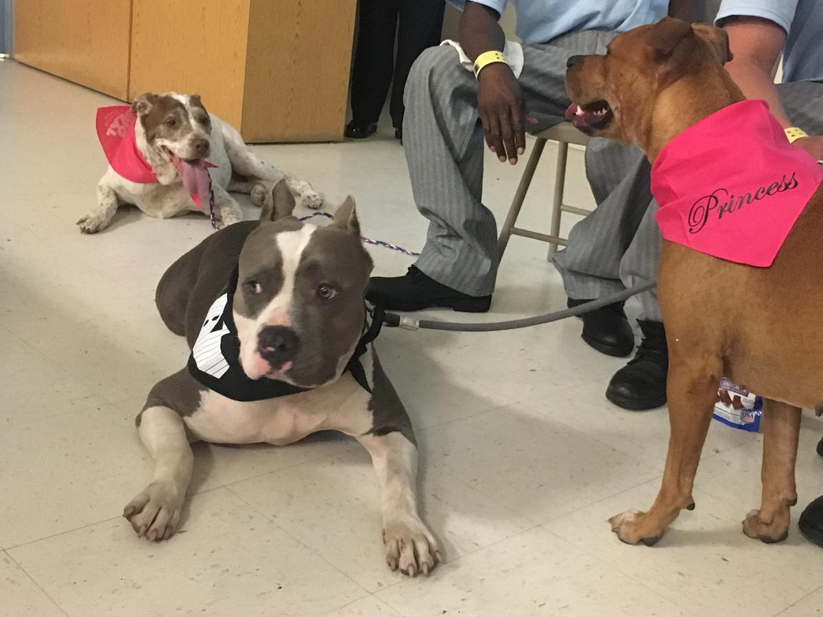 Inmates, Dogs Help Each Other In Training Program At Jacksonville ...