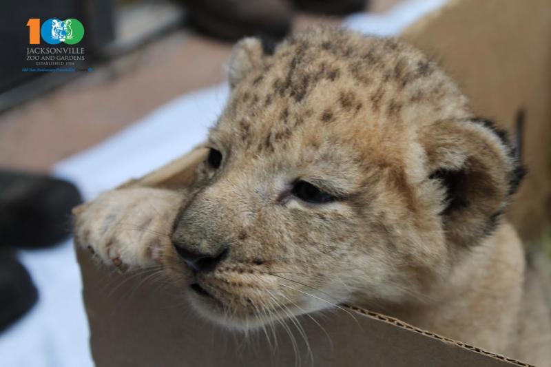 PHOTOS: Lion Cubs Born At Jacksonville Zoo | WJCT NEWS